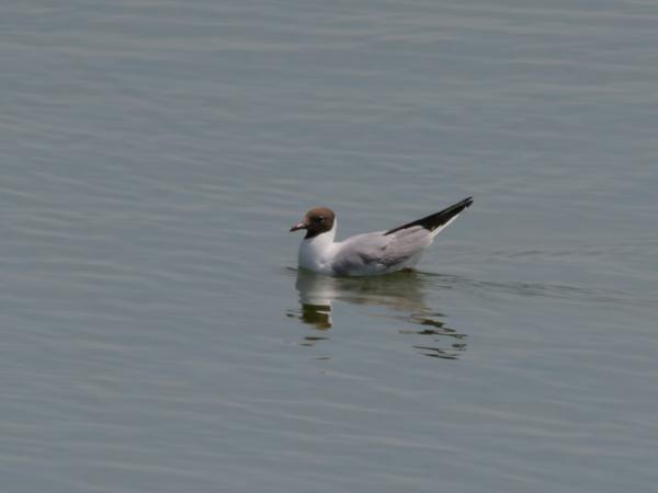 <h3><a href="/trips/braakman/biota/animalia/chordata/aves/024 charadriiformes/017 laridae/chroicocephalus ridibundus/chroicocephalus ridibundus-nl.html">Chroicocephalus&nbsp;ridibundus</a> / Black‑headed&nbsp;gull / Kokmeeuw</h3>OM-1 Mark II met OLYMPUS M.150-400mm F4.5 TC, 1/2000 sec  bij F5.6, ISO 250, afstand 108&nbsp;m